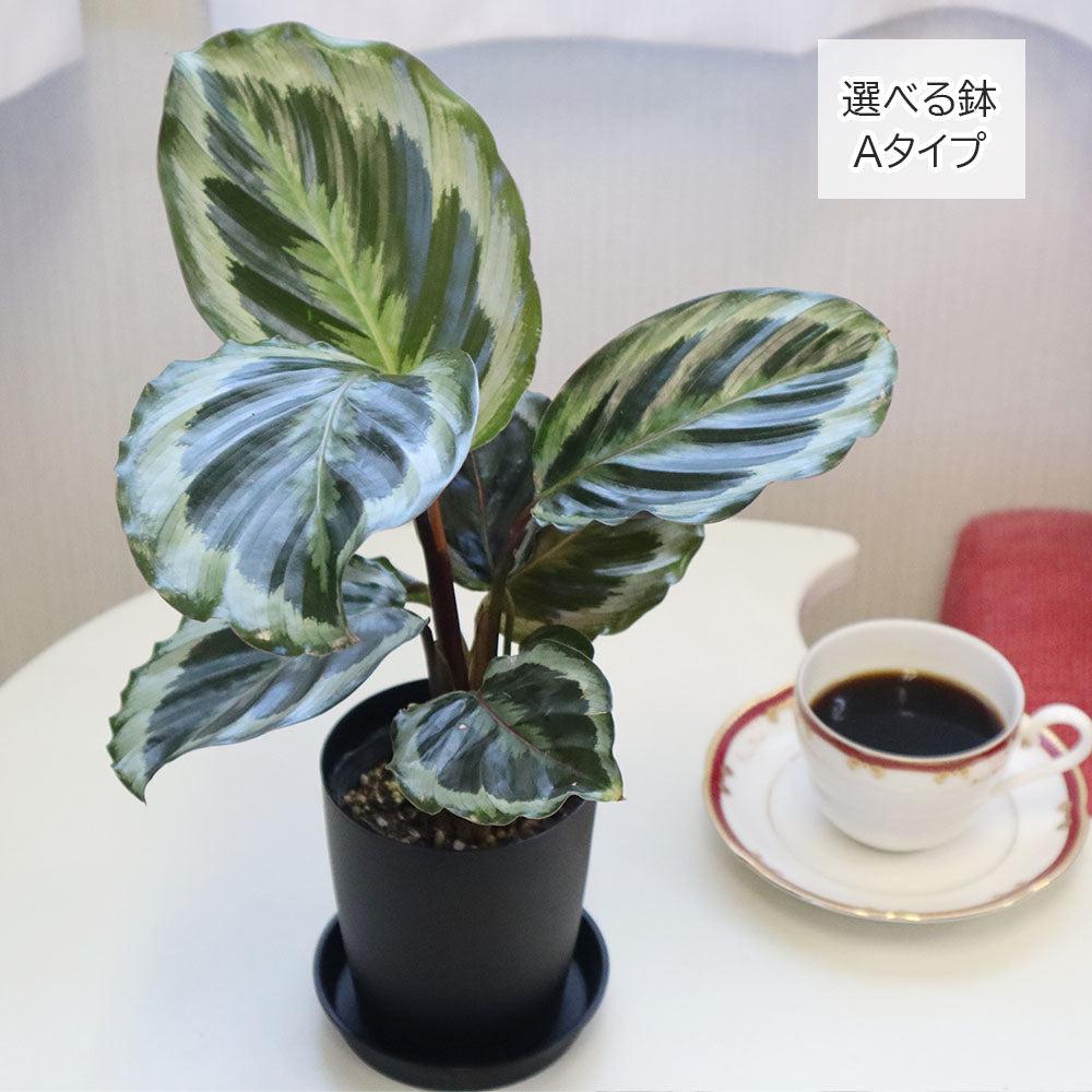 宝石のような観葉植物のお店 【Jewelry Plant】 カラテア ジャングル
