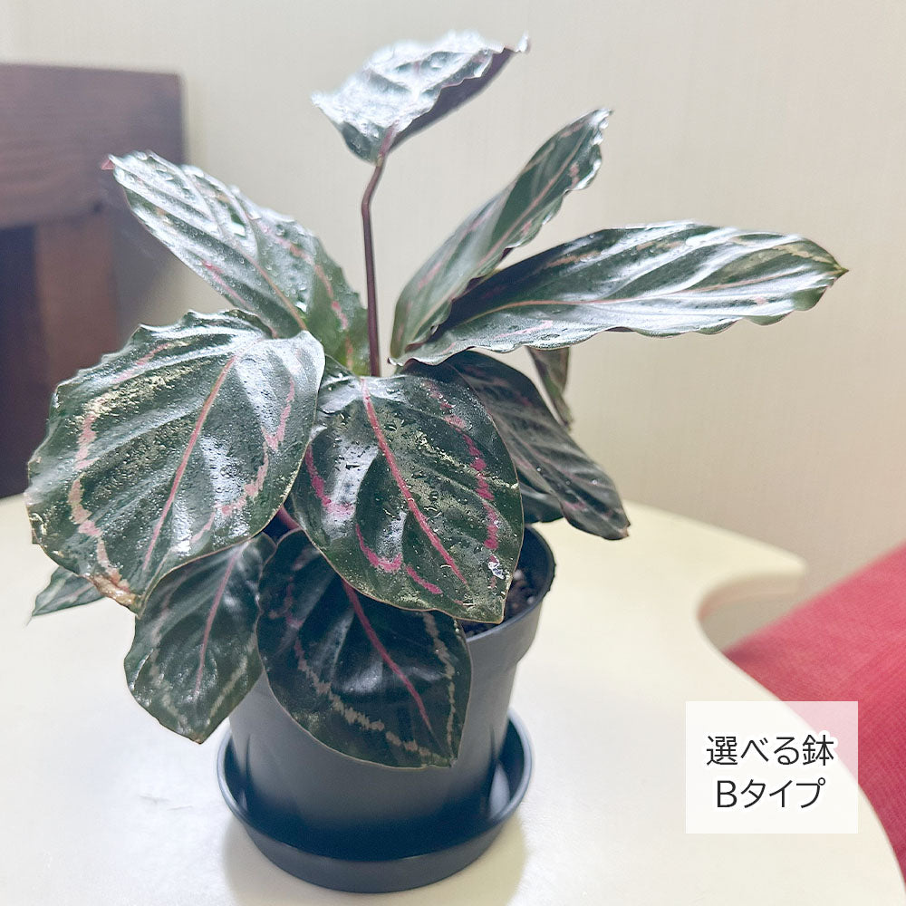 カラテア ジャングルローズ ファイバー鉢 お皿付き 宝石のような観葉植物のお店 【Jewelry Plant】 カラテア ジャングル