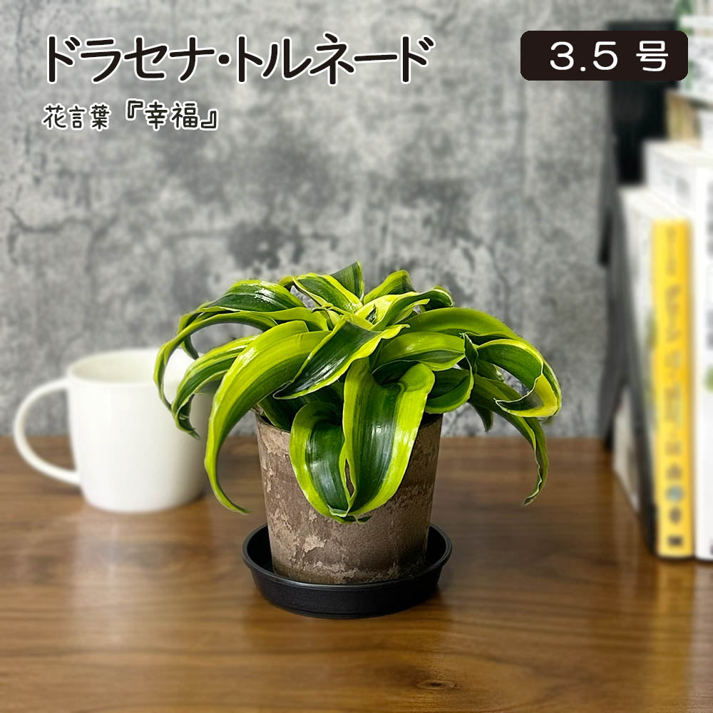ドラセナ トルネード 4号 白セラアート鉢 鉢皿付 – Jewelry Plant online