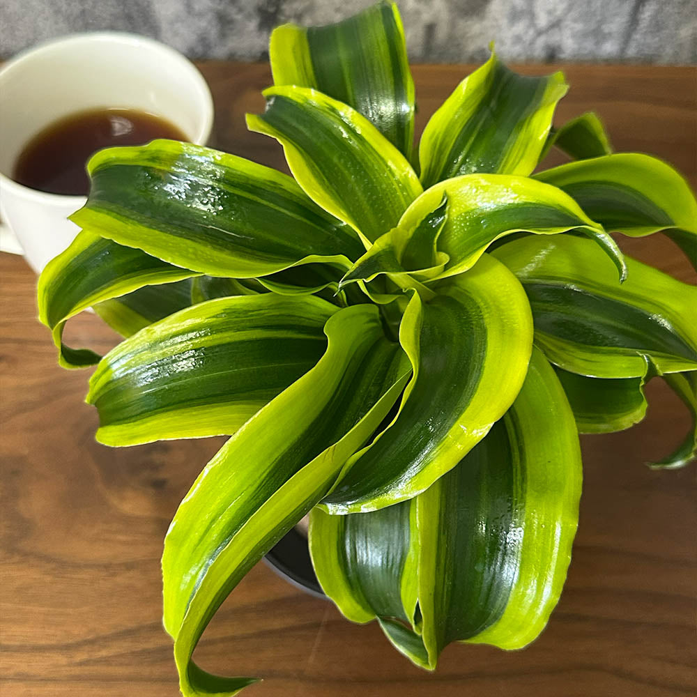 ドラセナ トルネード 3.5号 プラスチック鉢 鉢皿付き