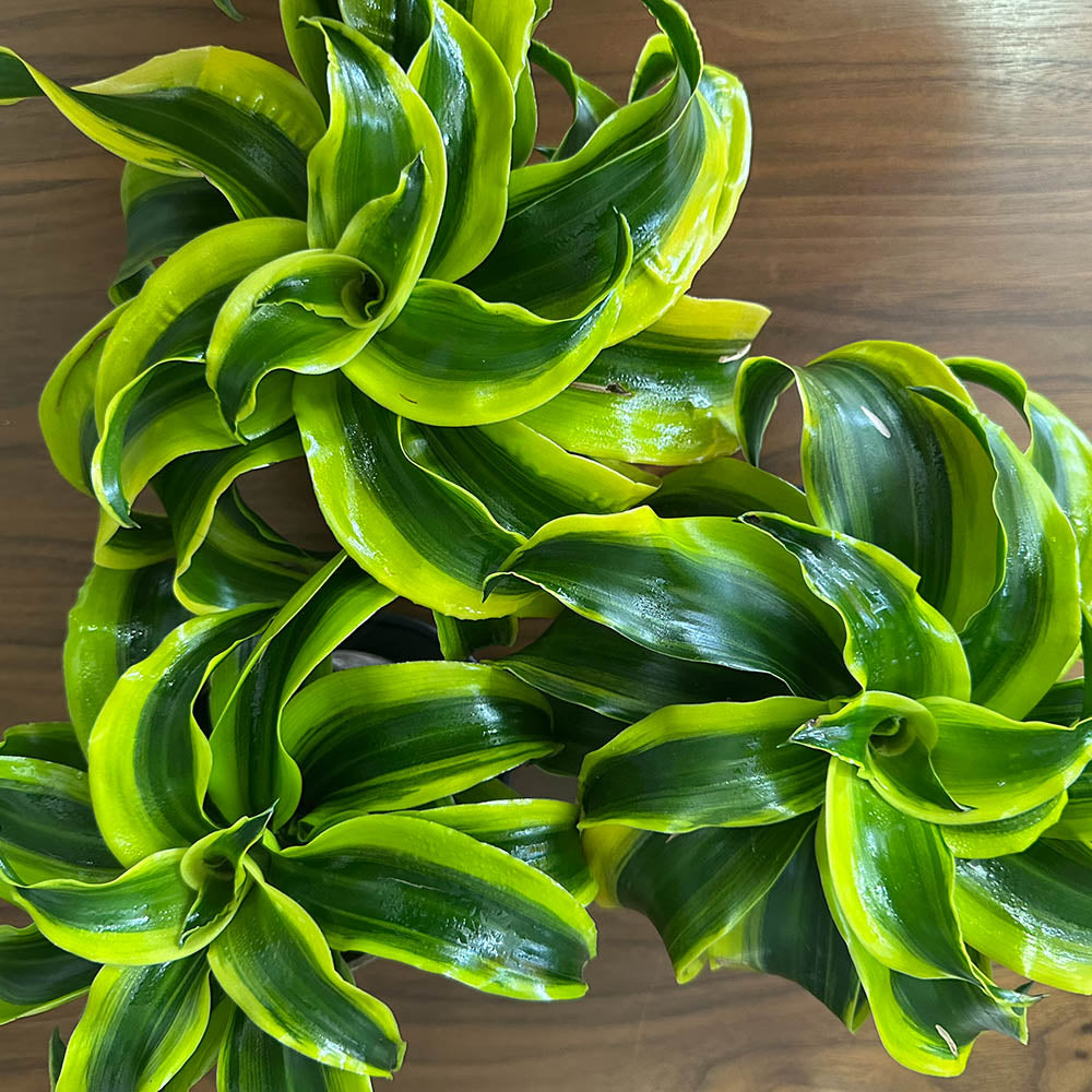 ドラセナ トルネード 3.5号 プラスチック鉢 鉢皿付き