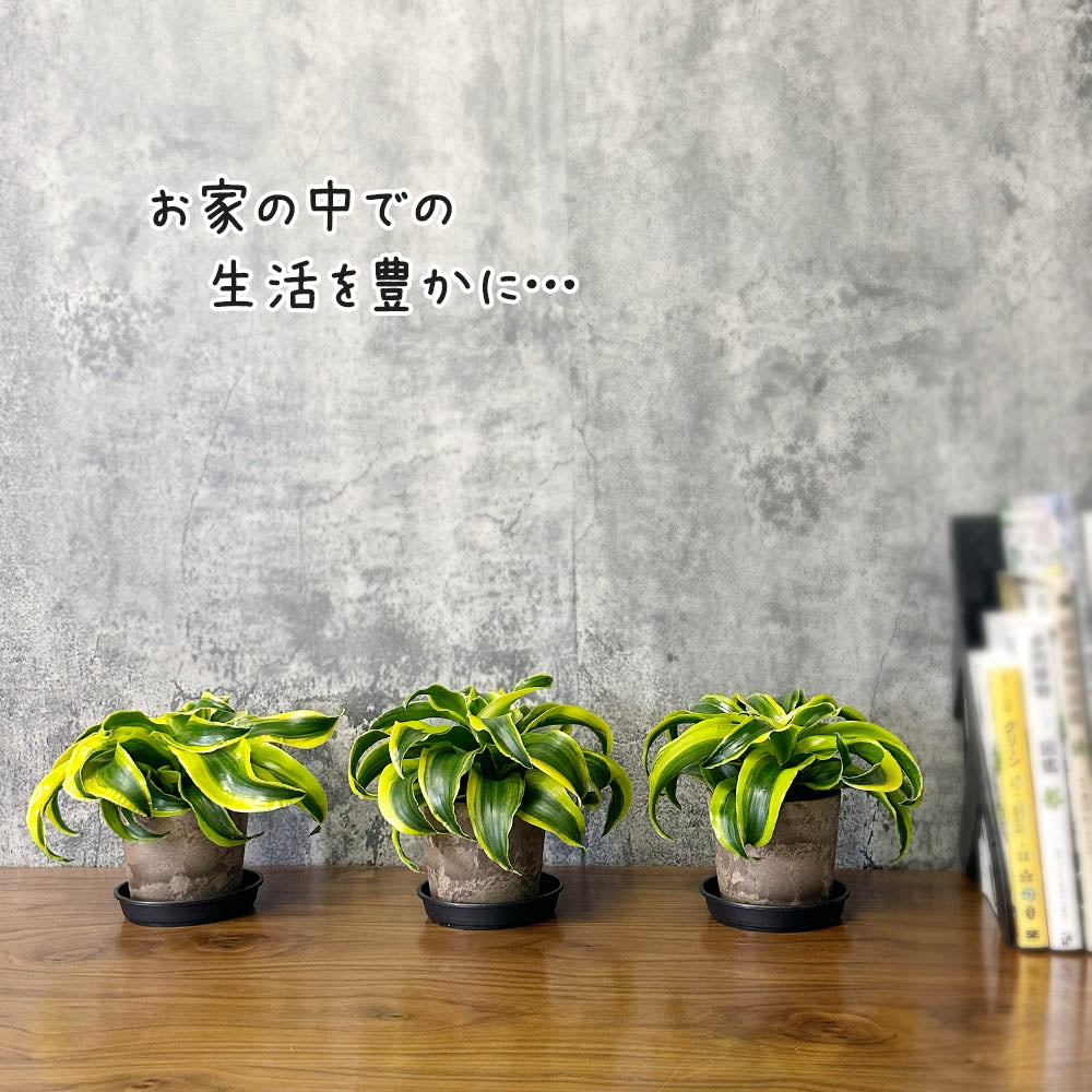ドラセナ トルネード 3.5号 プラスチック鉢 鉢皿付き