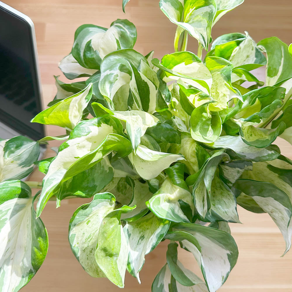 宝石のような観葉植物のお店 【Jewelry Plant】 選べる葉色 宝石のような観葉植物のお店 【Jewelry Plant】 選べる葉色