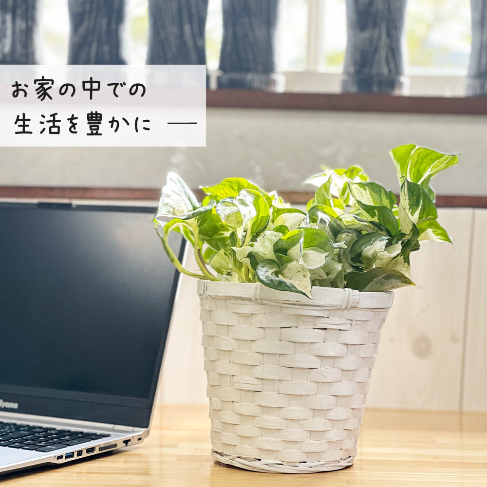 宝石のような観葉植物のお店 【Jewelry Plant】 選べる葉色 宝石のような観葉植物のお店 【Jewelry Plant】 選べる葉色