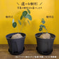 【希少品種】 ステファニア エレクタ 【現品】 選べる樹形 5号 黒プラスチック鉢 受皿付