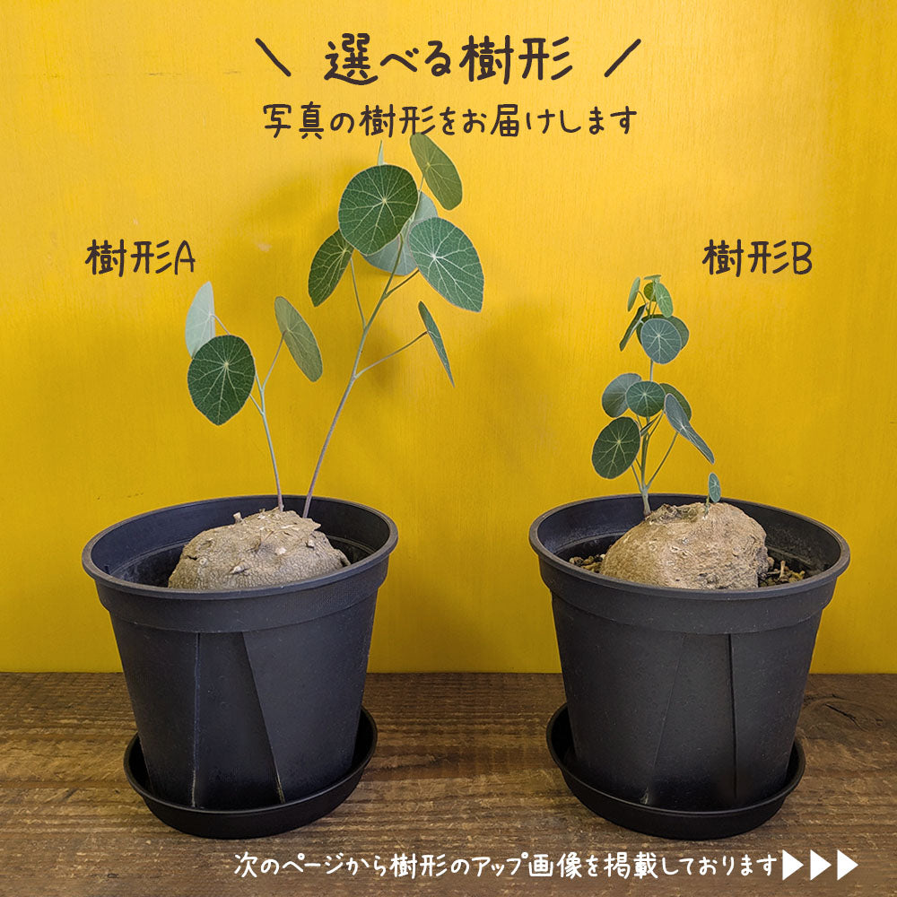 【希少品種】 ステファニア エレクタ 【現品】 選べる樹形 5号 黒プラスチック鉢 受皿付