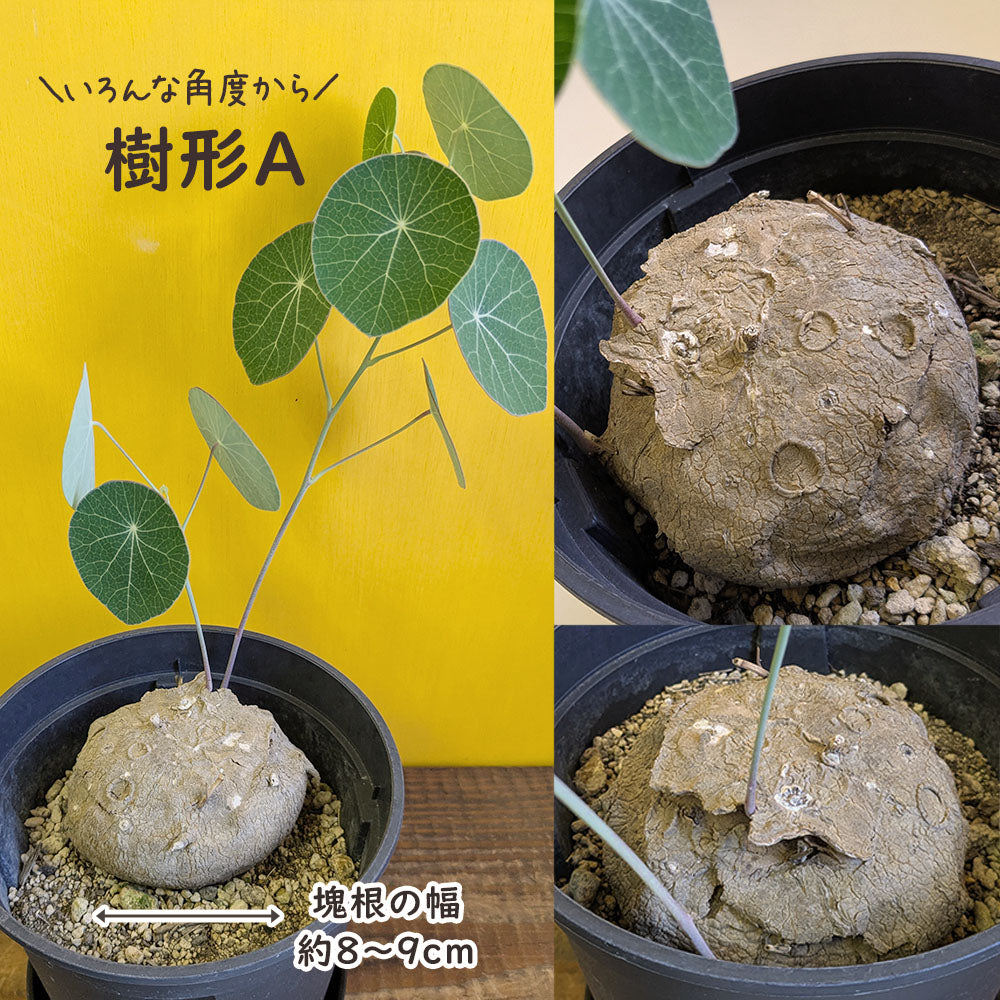 【希少品種】 ステファニア エレクタ 【現品】 選べる樹形 5号 黒プラスチック鉢 受皿付