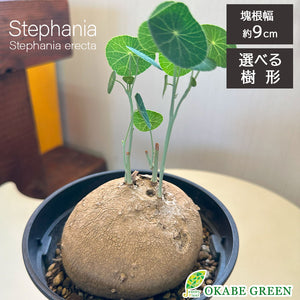 宝石のような観葉植物のお店 【Jewelry Plant】 【希少品種 