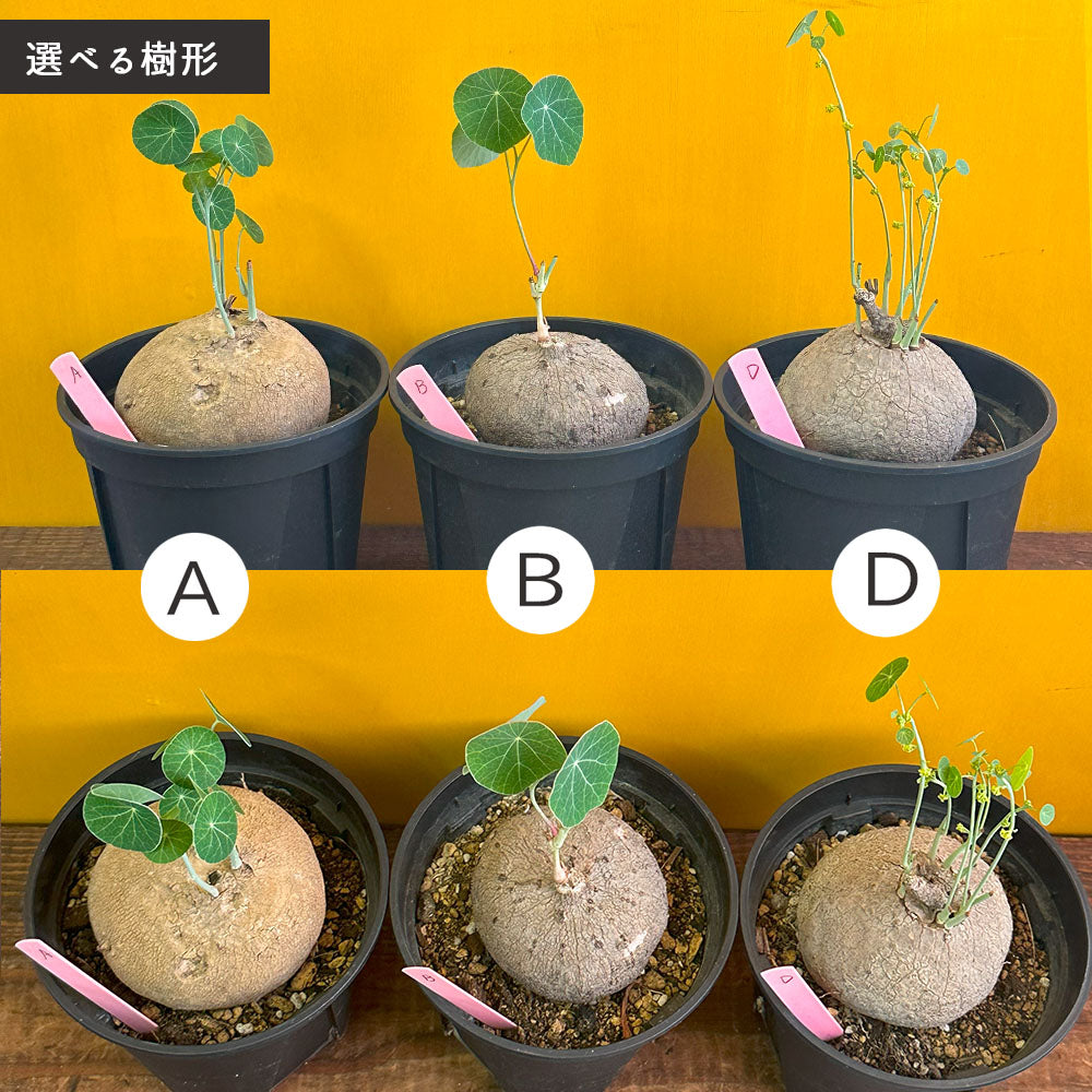 宝石のような観葉植物のお店 【Jewelry Plant】 【希少品種】 ステファニア ピエレイ 【現品】 3.5号 黒プラスチック鉢 –  Jewelry Plant online