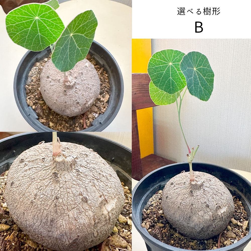 ステファニア ピエレイ コーデックス 大株 入手困難 激レア 希少 観葉植物 - 植物/観葉植物