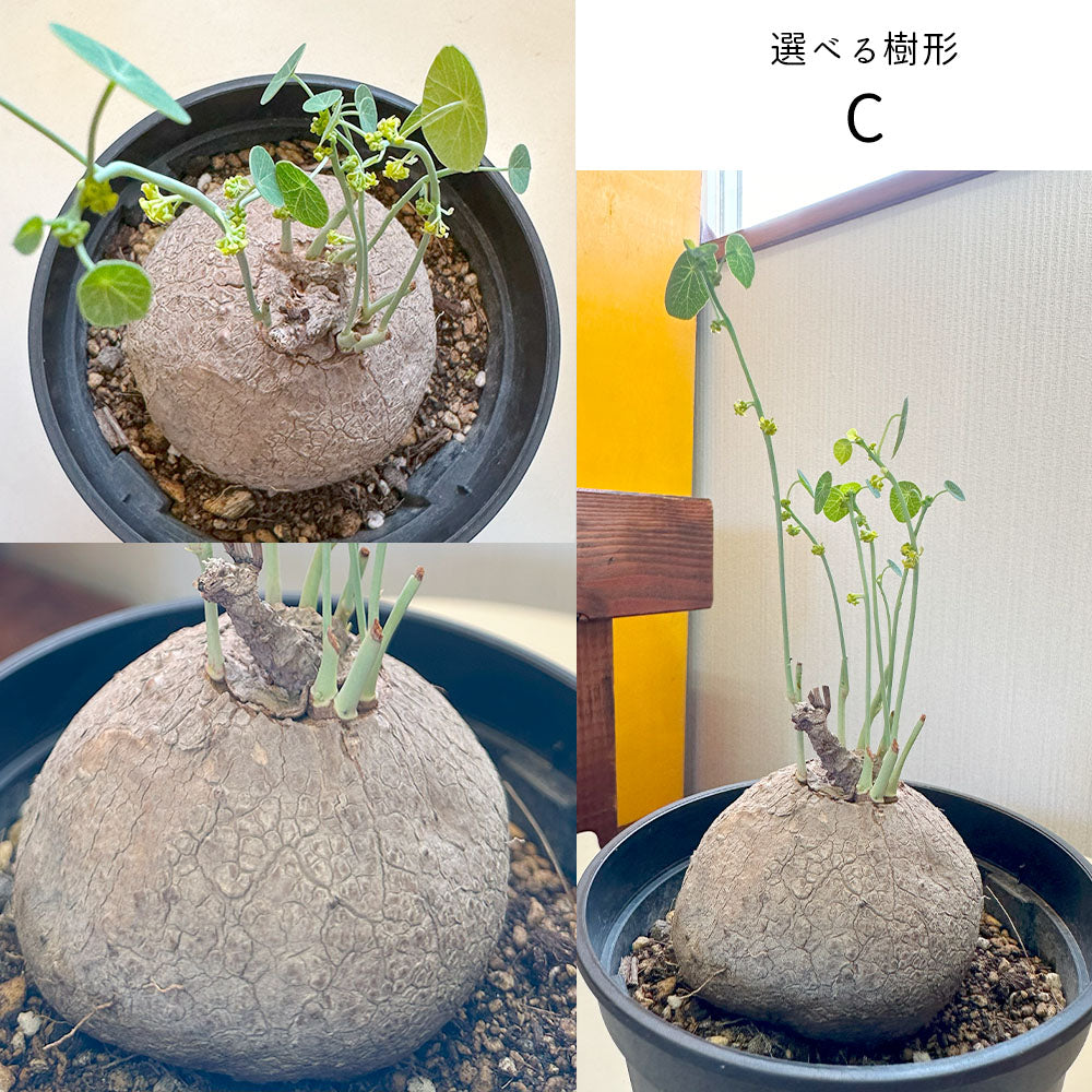 ステファニア ピエレイ コーデックス 大株 入手困難 激レア 希少 観葉植物 - 植物/観葉植物