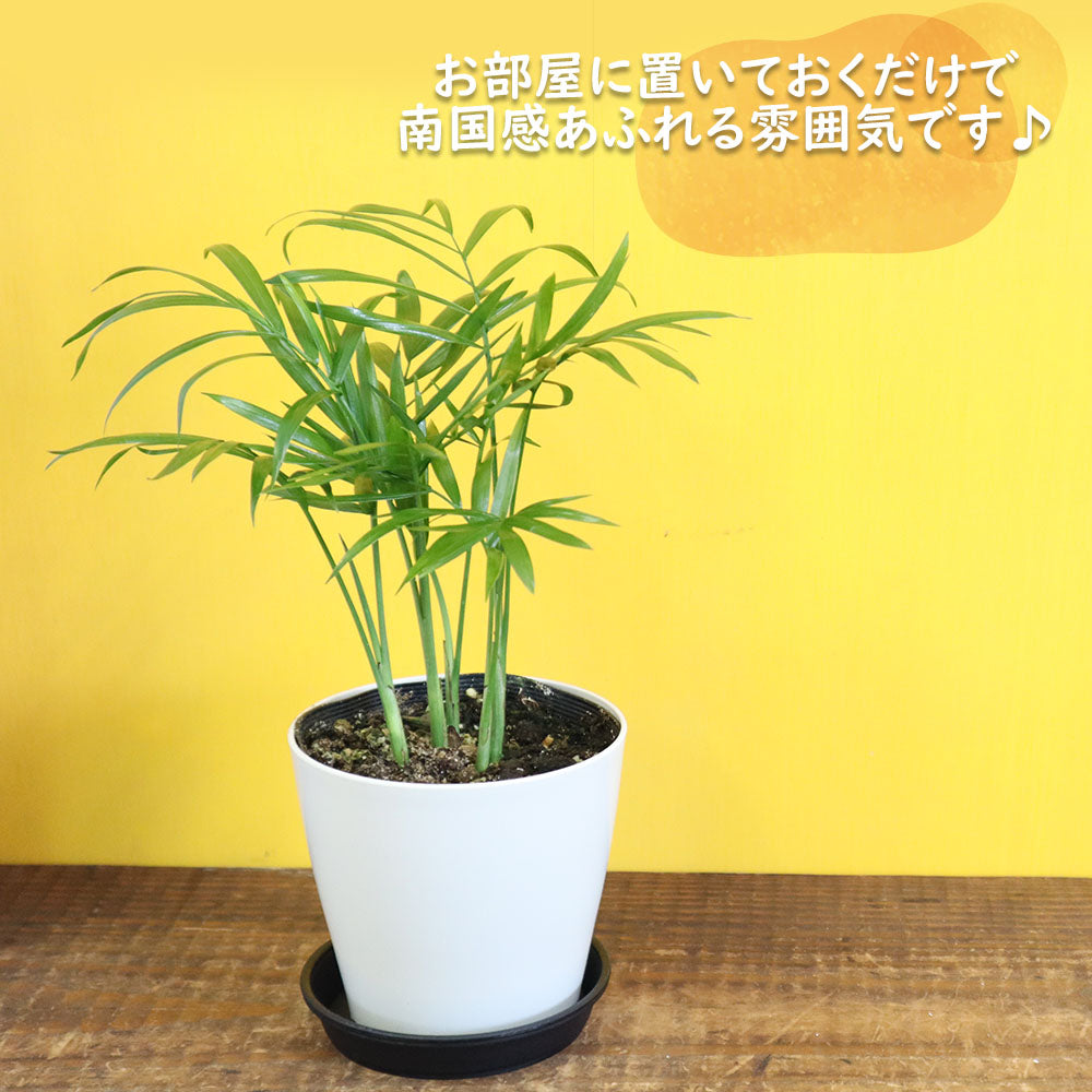 美品】 袋帯 全通 テーブルヤシ モンステラ 観葉植物 着物