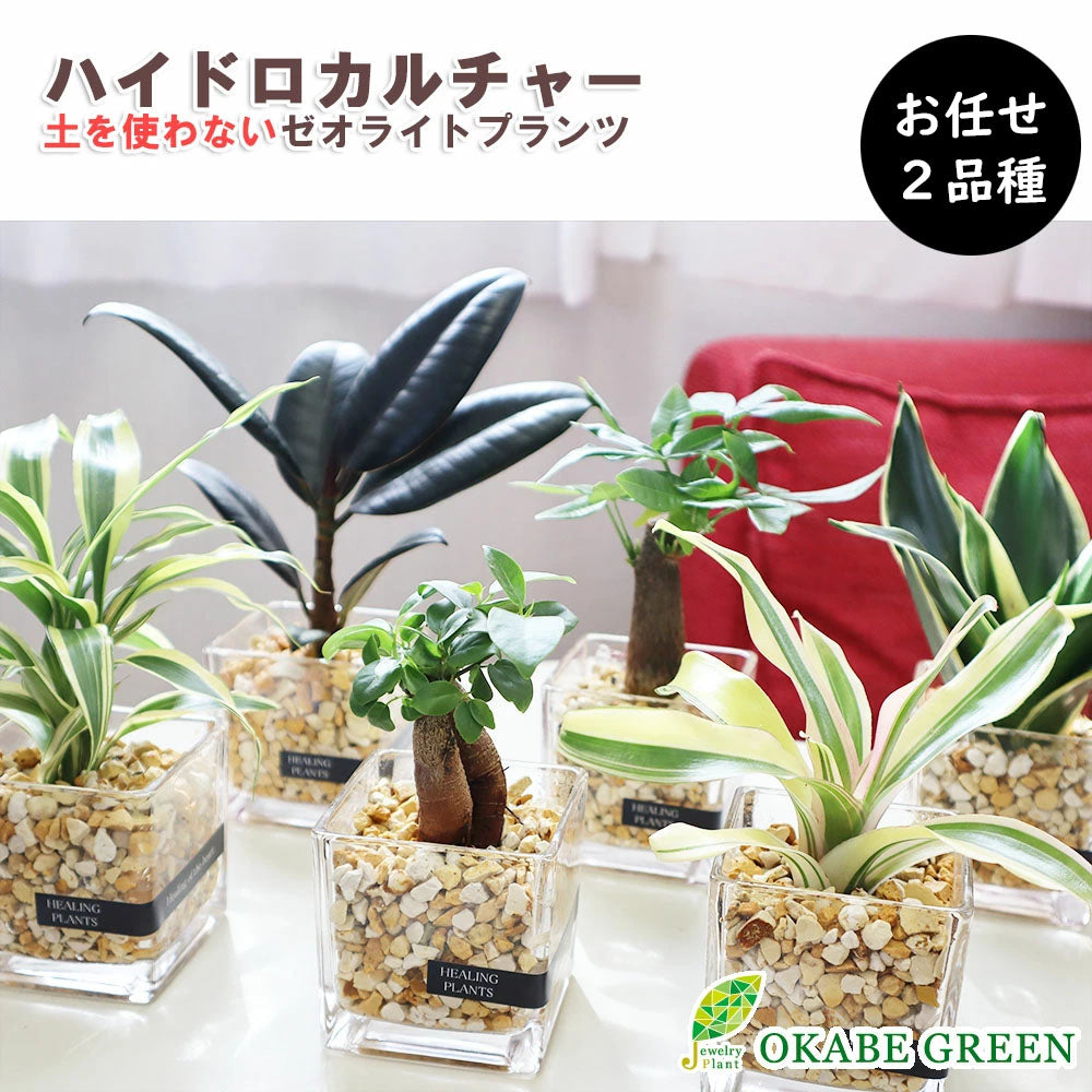 選べる8種類 ミニ観葉植物 ガジュマル サンスベリア アイビー パキラ ウンベラータ 金のなる木 多肉植物 苔玉 常滑焼 上品 - 苔玉、苔