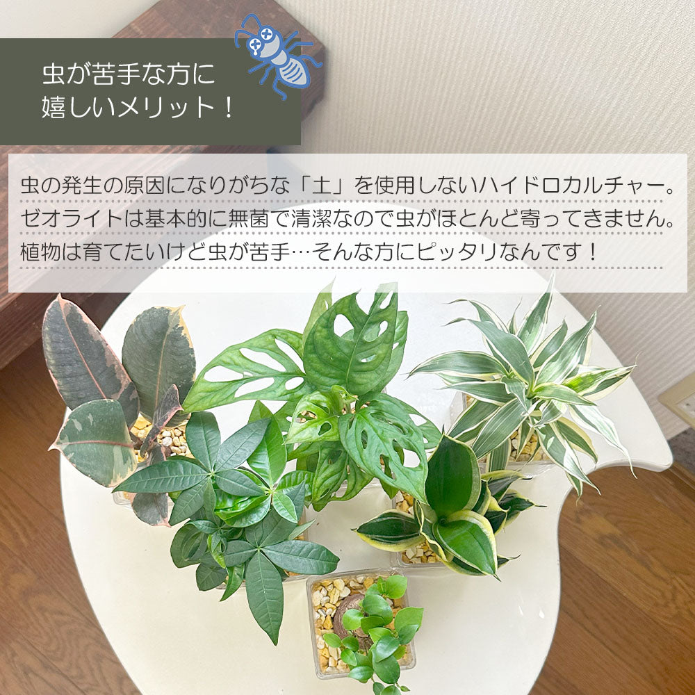 宝石のような観葉植物のお店 【Jewelry Plant】 お任せ2鉢セット ハイドロカルチャー ゼオライト ミニ観葉 ガジュマル サンスベリア  ゴムの木 パキラ – Jewelry Plant online