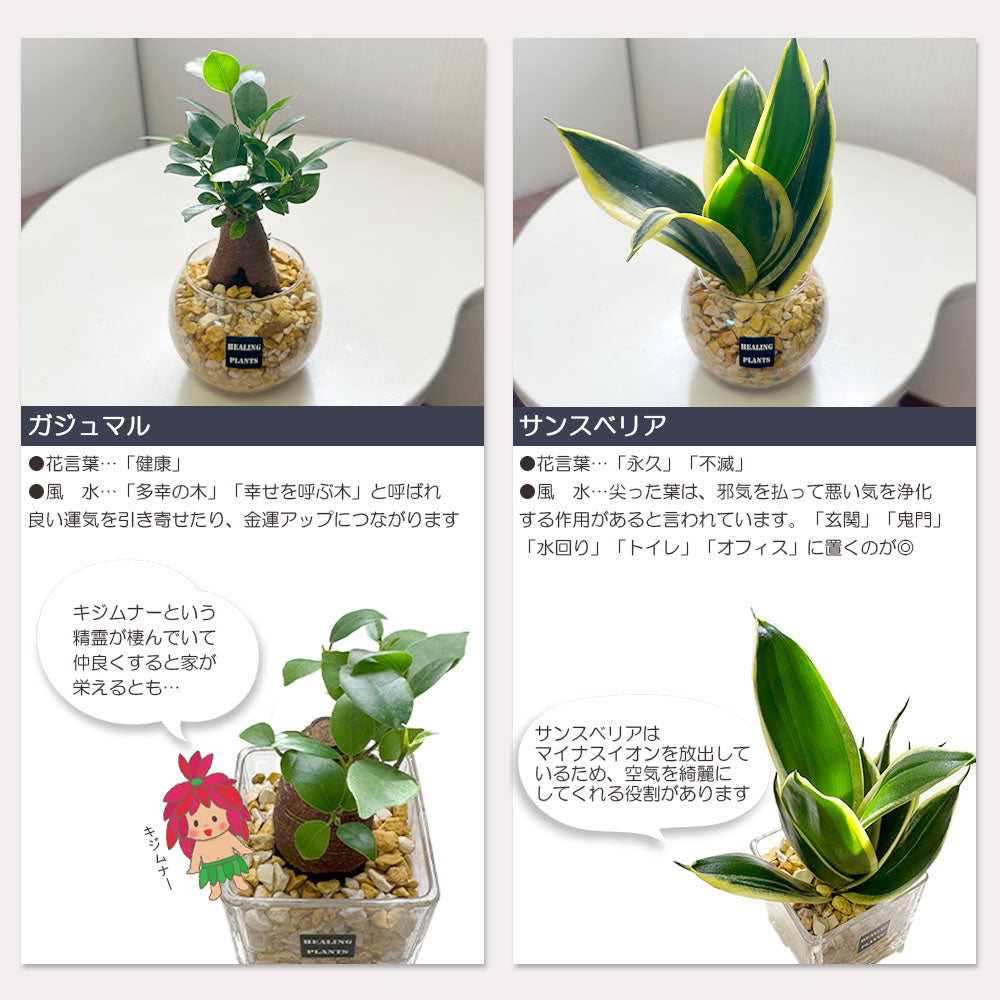 宝石のような観葉植物のお店 【Jewelry Plant】 お任せ2鉢セット ハイドロカルチャー ゼオライト ミニ観葉 ガジュマル サンスベリア ゴムの 木 パキラ – Jewelry Plant online