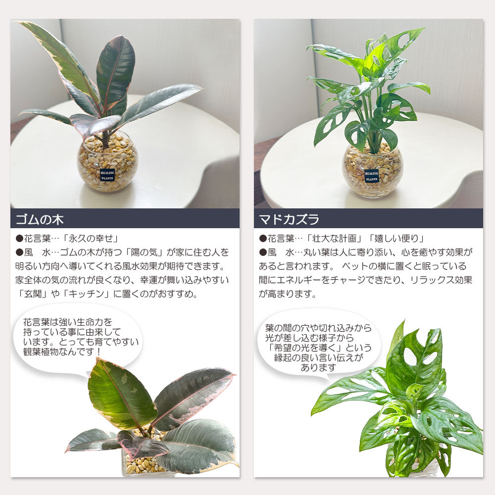 宝石のような観葉植物のお店 【Jewelry Plant】 お任せ2鉢セット ハイドロカルチャー ゼオライト ミニ観葉 ガジュマル サンスベリア ゴムの 木 パキラ – Jewelry Plant online