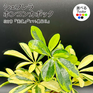 シェフレラ ホンコンカポック 3.5号 イエロー斑入り カラー