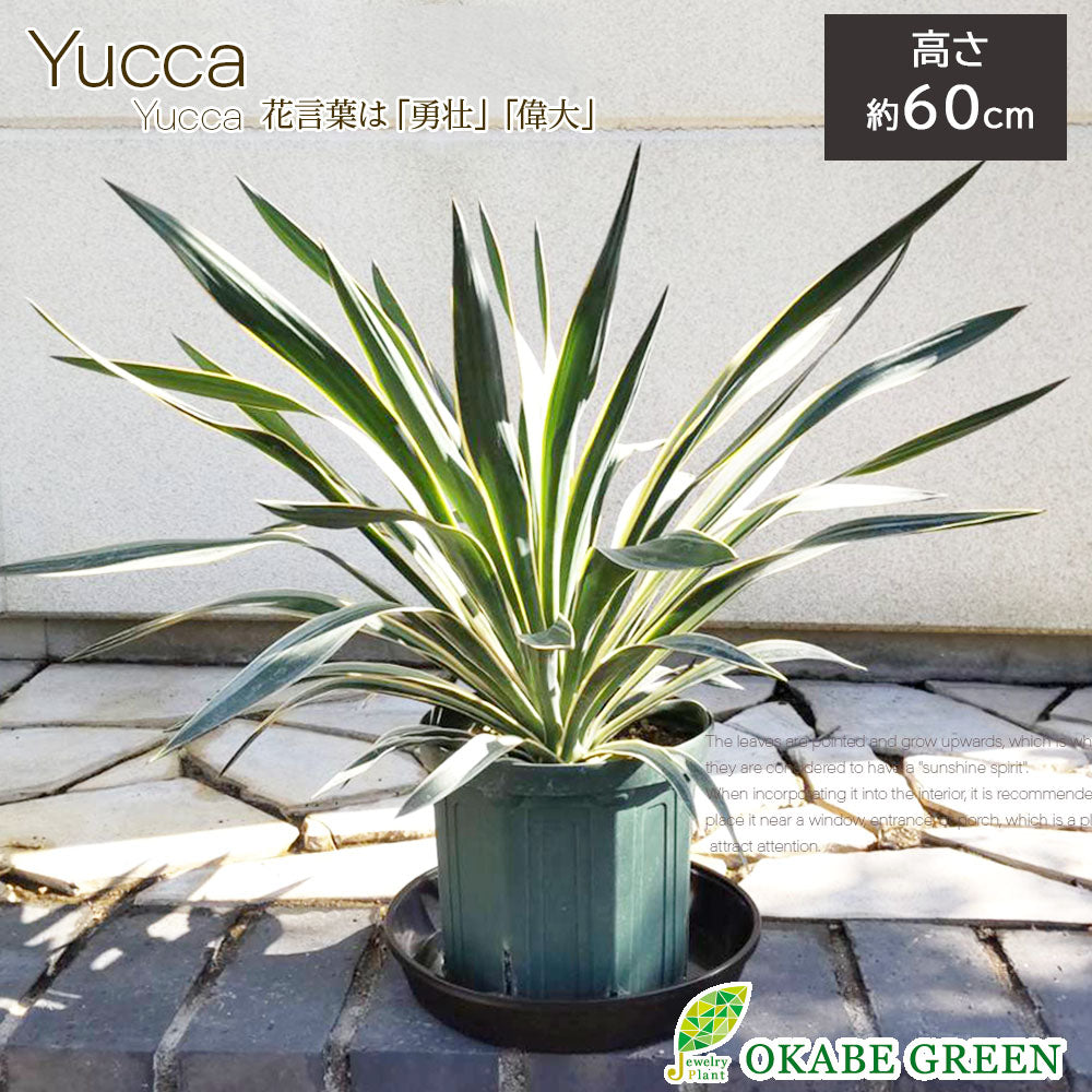 宝石のような観葉植物のお店 【Jewelry Plant】 ユッカ グロリオサ 