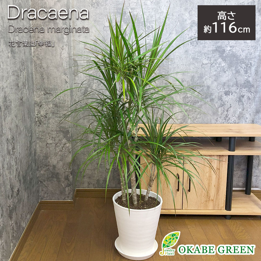 宝石のような観葉植物のお店 【Jewelry Plant】 ドラセナ コンシンネ 