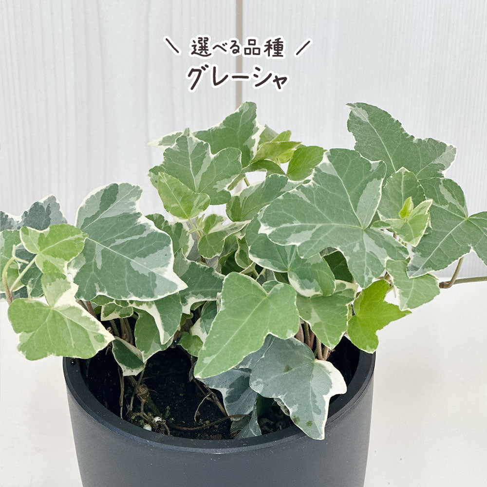 アイビー 3号 ラウンド型 黒プラスチック鉢 ラッピング無料 お任せ1鉢 黒皿付 送料別