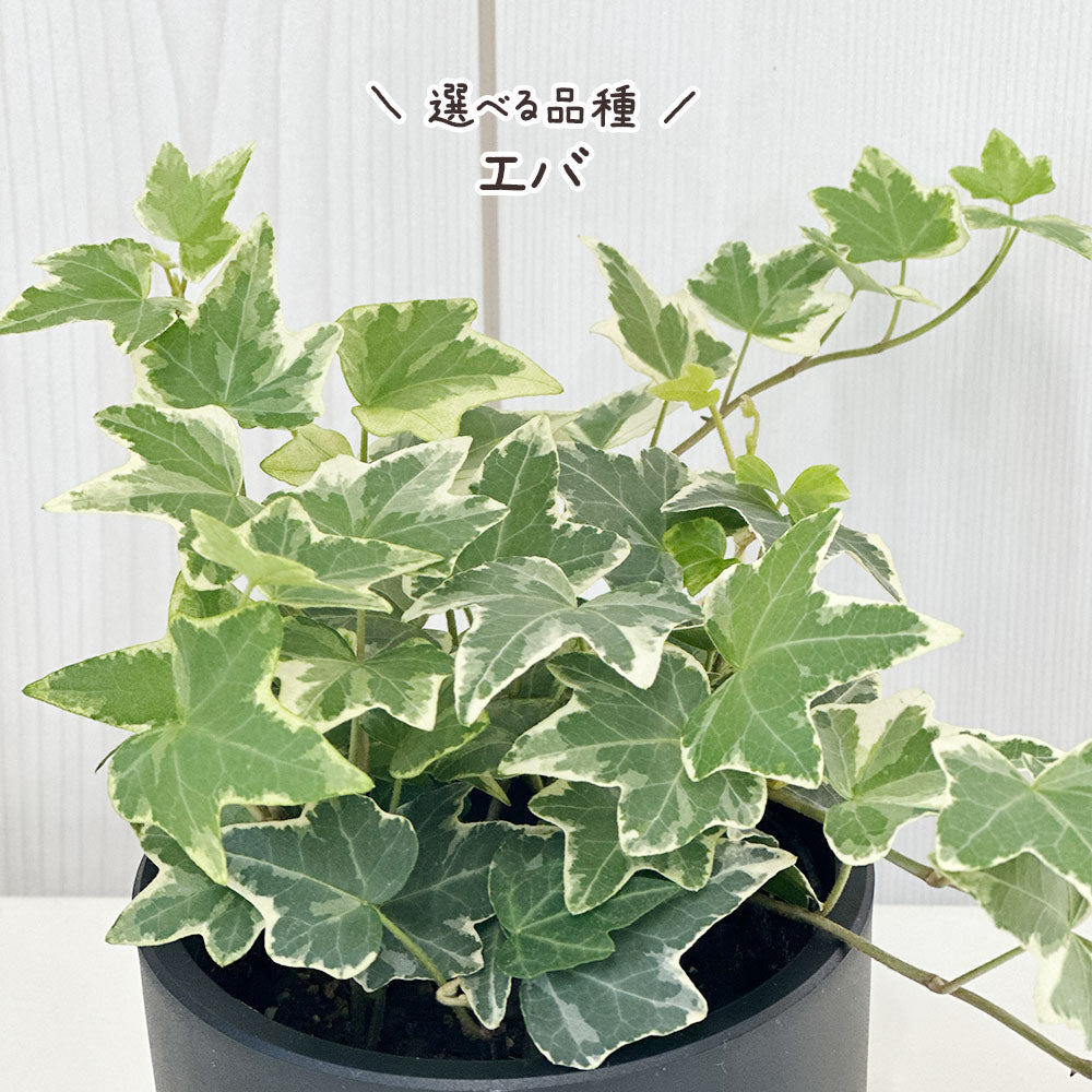 アイビー 3号 ラウンド型 黒プラスチック鉢 ラッピング無料 お任せ1鉢 黒皿付 送料別