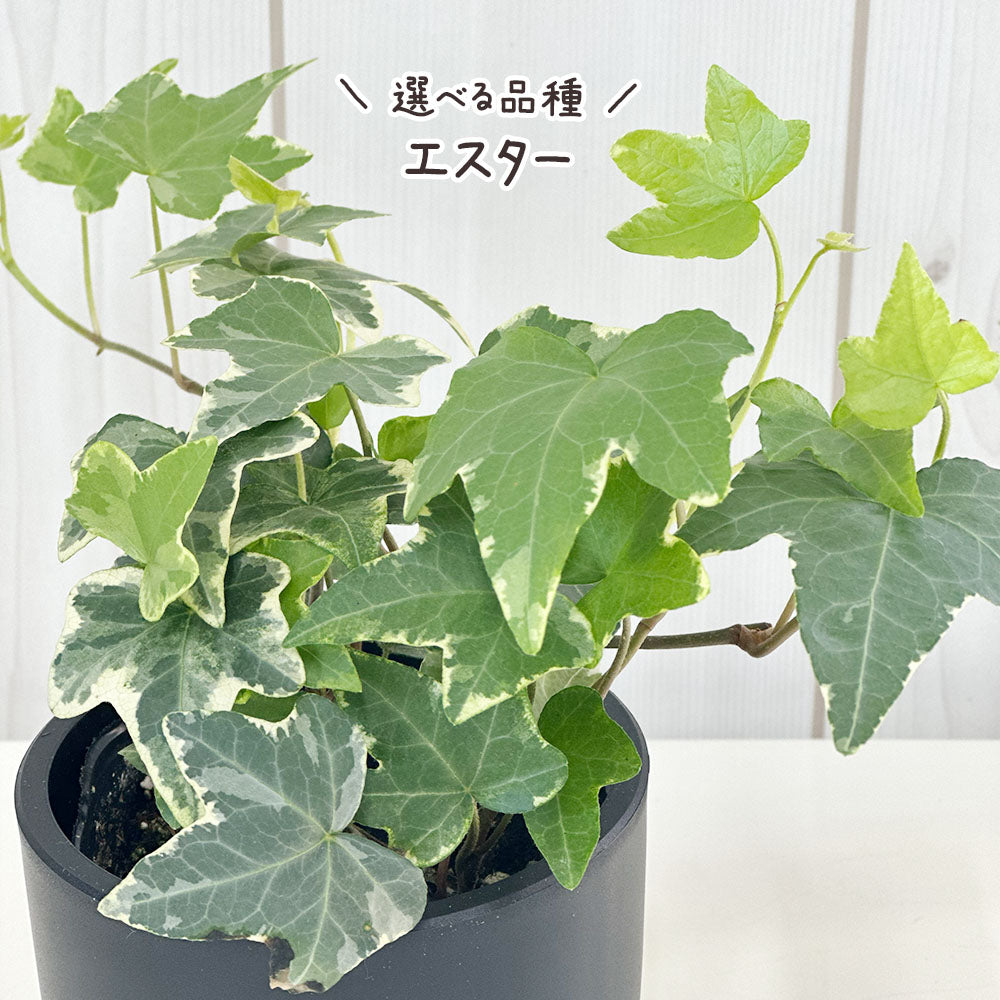 アイビー 3号 ラウンド型 黒プラスチック鉢 ラッピング無料 お任せ1鉢 黒皿付 送料別