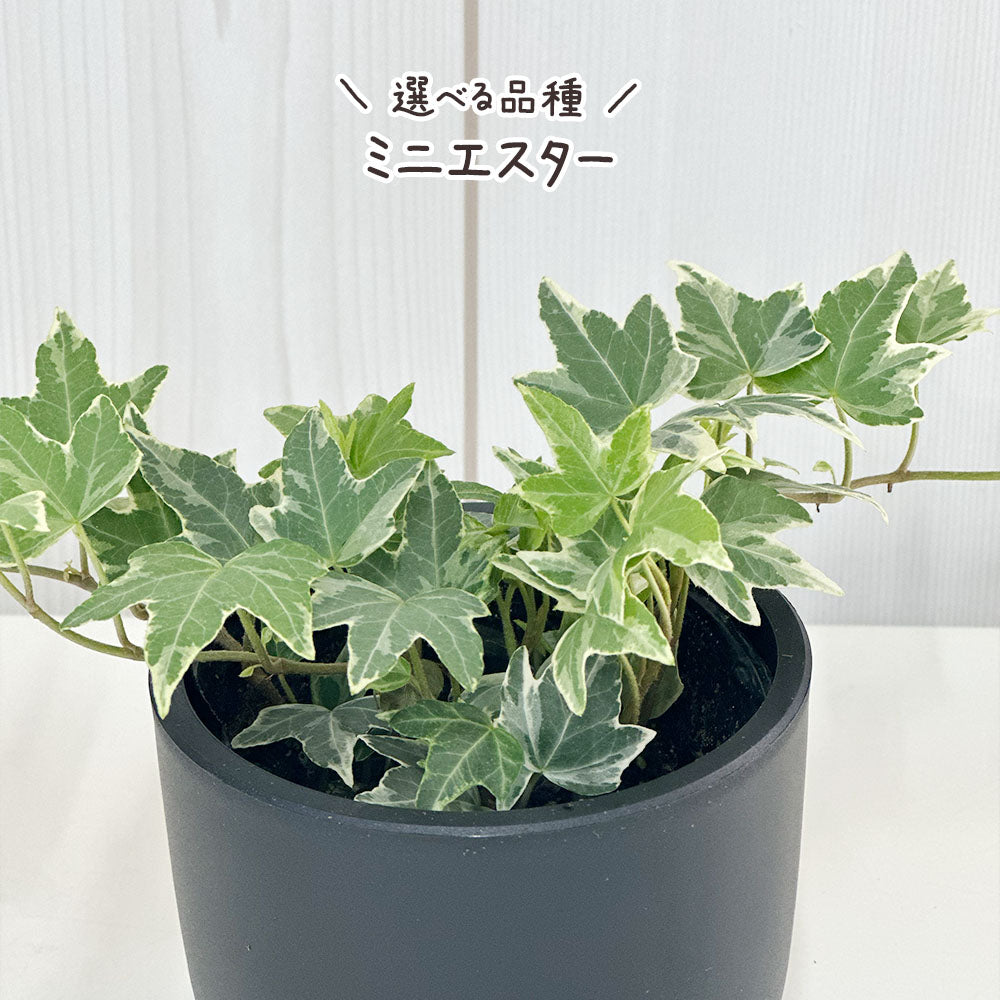アイビー 3号 ラウンド型 黒プラスチック鉢 ラッピング無料 お任せ1鉢 黒皿付 送料別