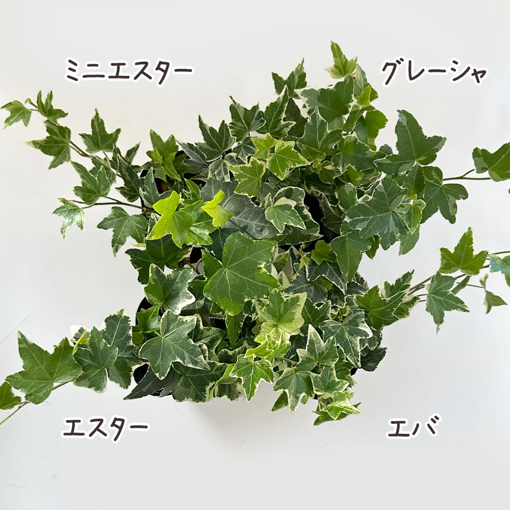 アイビー 3号 ラウンド型 黒プラスチック鉢 ラッピング無料 お任せ1鉢 黒皿付 送料別