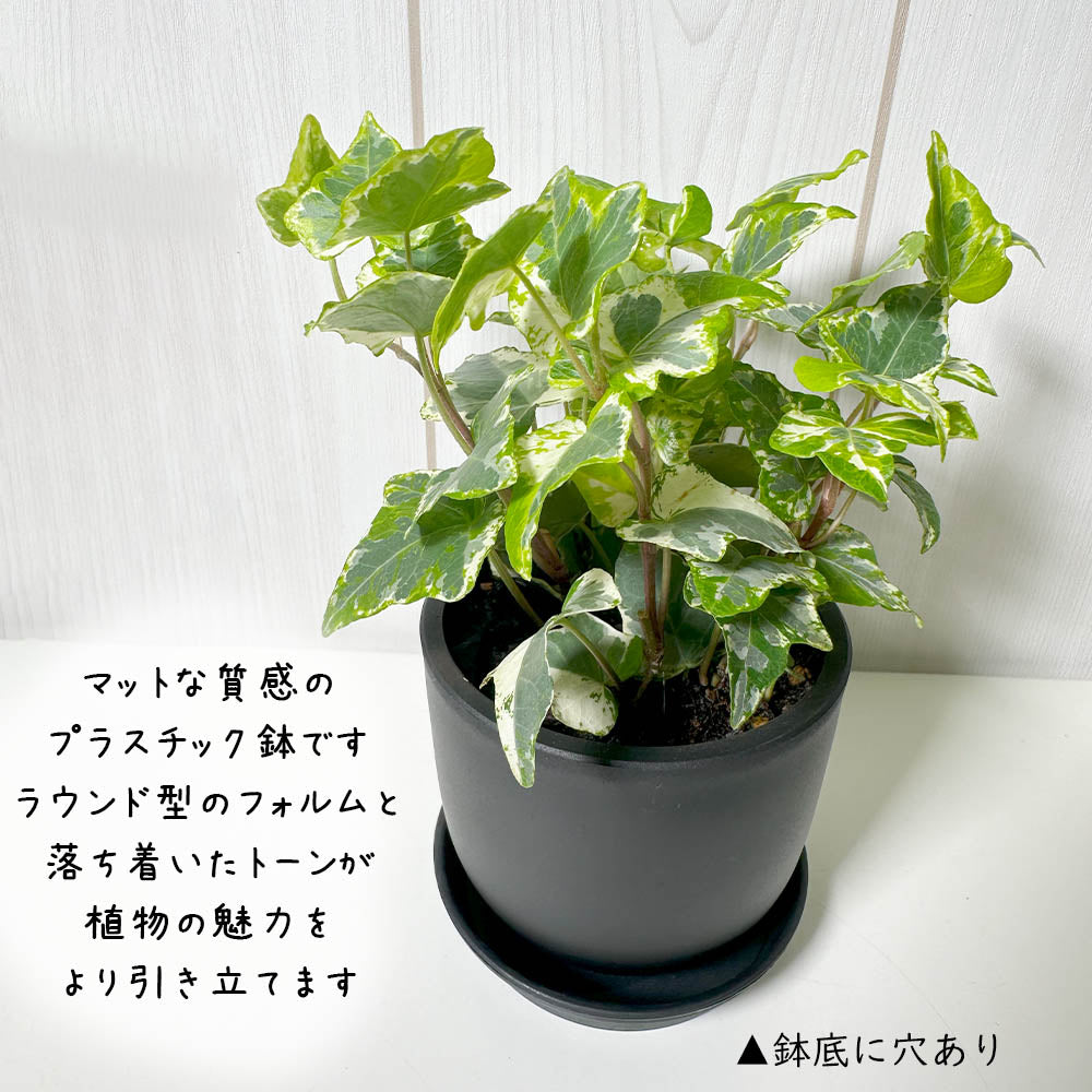 アイビー 3号 ラウンド型 黒プラスチック鉢 ラッピング無料 お任せ1鉢 黒皿付 [黒2]