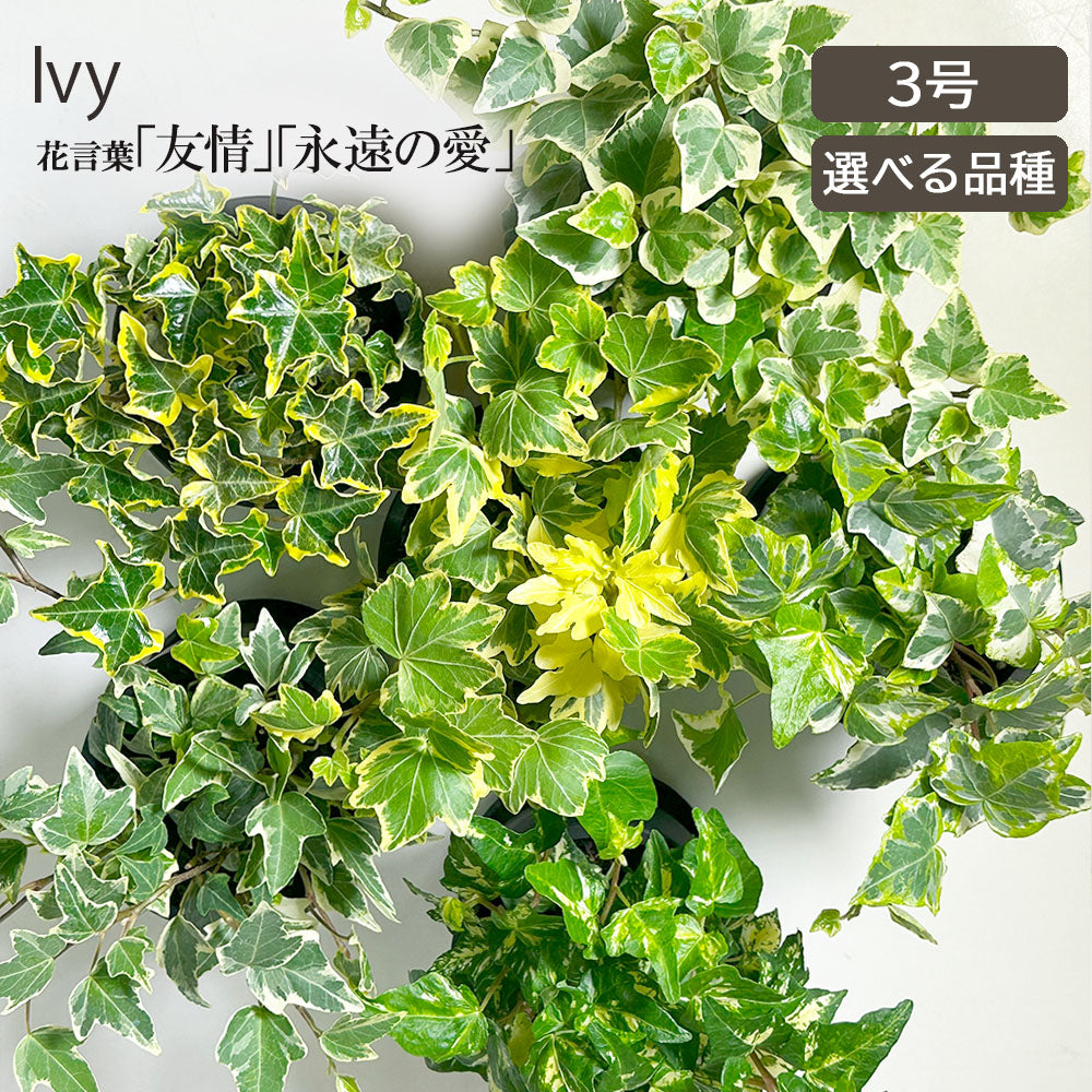 楽天市場】ハートアイビー（サーク） 白色 プラスチック鉢 4号