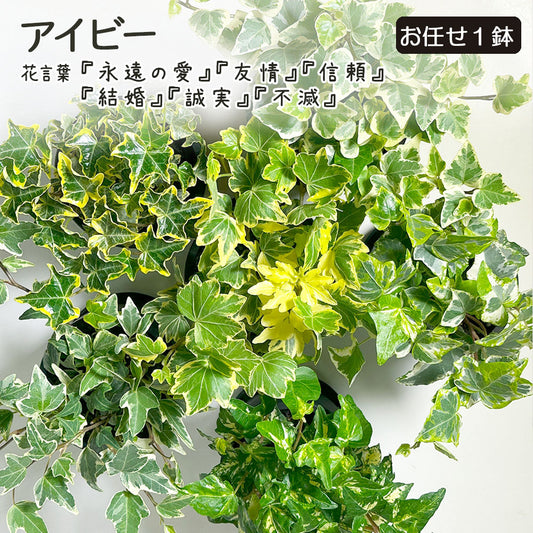 アイビー 3号 ラウンド型 黒プラスチック鉢 ラッピング無料 お任せ1鉢 黒皿付 [黒2]