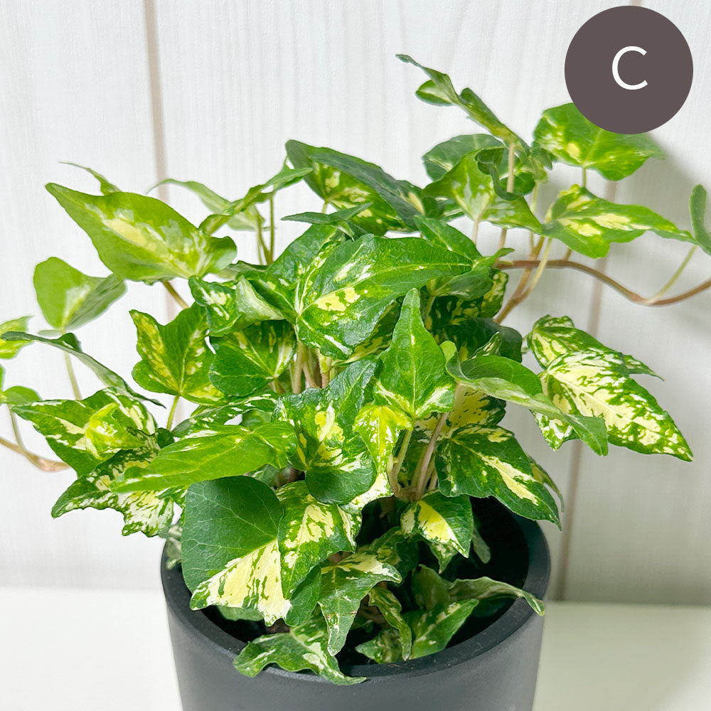 宝石のような観葉植物のお店 【Jewelry Plant】 アイビー 3.5号