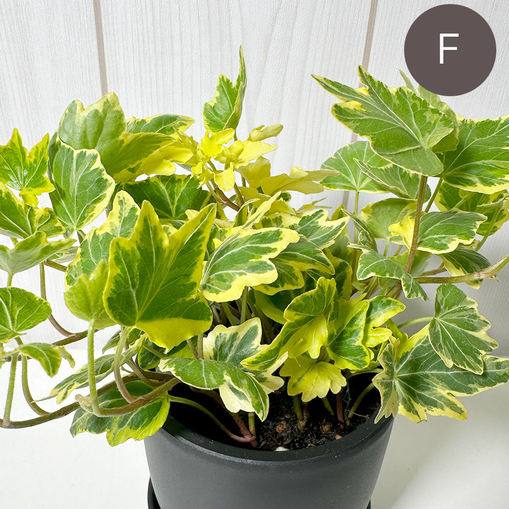 宝石のような観葉植物のお店 【Jewelry Plant】 アイビー 3号 宝石のような観葉植物のお店 【Jewelry Plant】 アイビー 3号