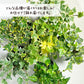 アイビー 3.5号 カラープラスチック鉢 黒皿付 ラッピング無料 お任せ1鉢 ホワイトワンダー ジェティー アダム バレーボブ イエローリップル