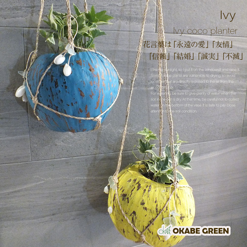 宝石のような観葉植物のお店 【Jewelry Plant】 アイビー ココ