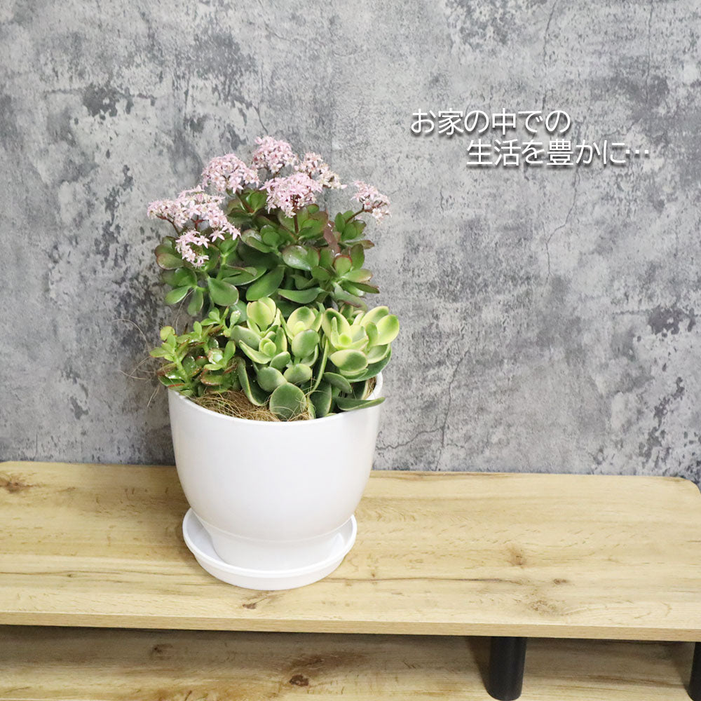 宝石のような観葉植物のお店 【Jewelry Plant】 金のなる木 3種 寄せ