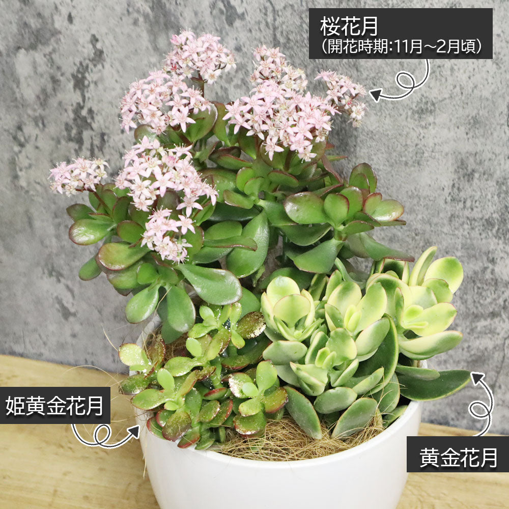 宝石のような観葉植物のお店 【Jewelry Plant】 金のなる木 3種 寄せ