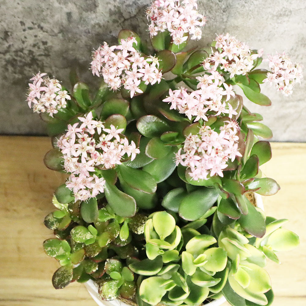 宝石のような観葉植物のお店 【Jewelry Plant】 金のなる木 3種 寄せ