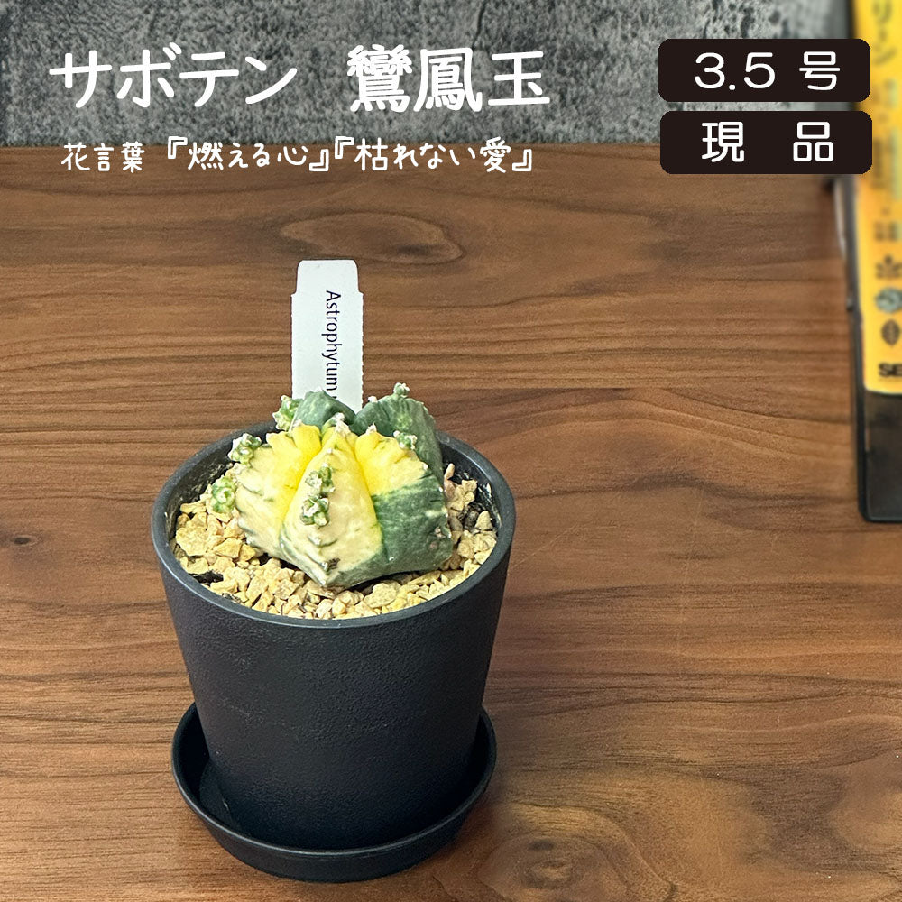 観葉植物 【希少品種】 サボテン ランポー玉 鸞鳳玉 【現品】 黒プラスチック鉢 送料無料