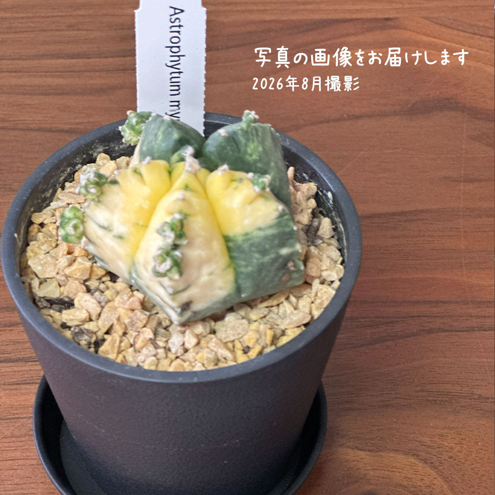 観葉植物 【希少品種】 サボテン ランポー玉 鸞鳳玉 【現品】 黒