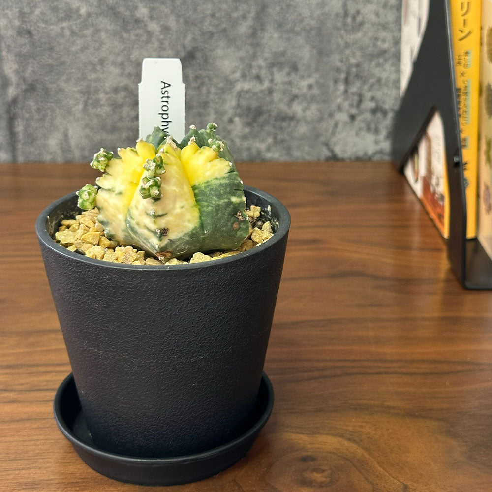 観葉植物 【希少品種】 サボテン ランポー玉 鸞鳳玉 【現品】 黒プラスチック鉢 送料無料