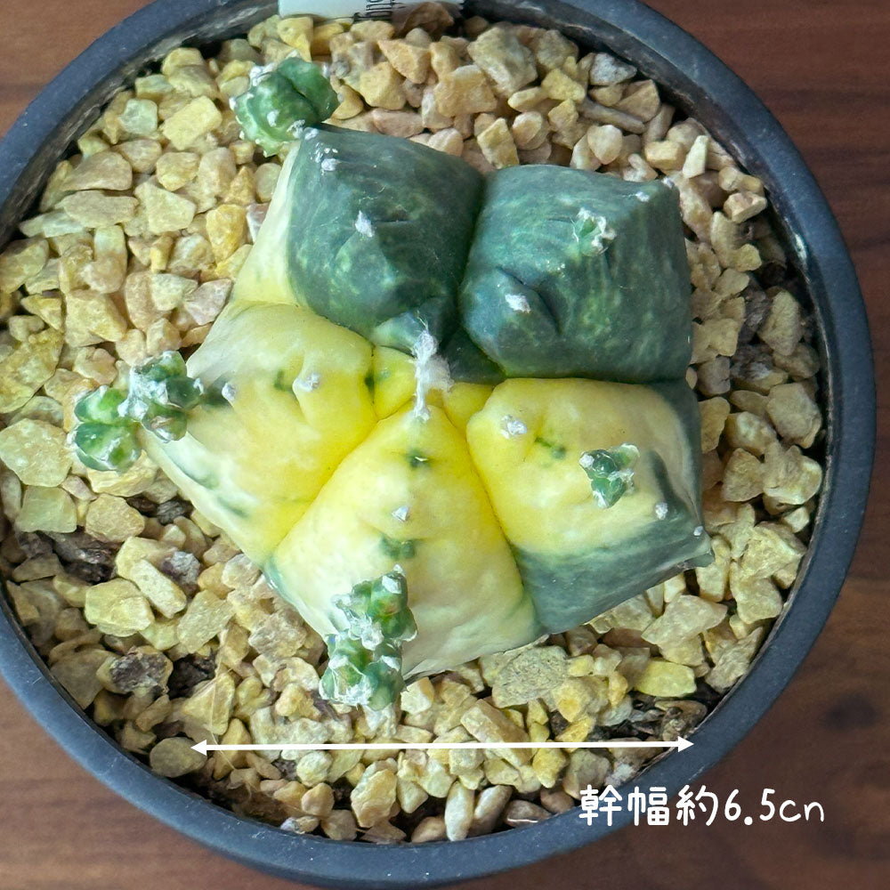 観葉植物 【希少品種】 サボテン ランポー玉 鸞鳳玉 【現品】 黒プラスチック鉢 送料無料