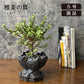 観葉植物 雅楽の舞 ポーチュラカリア 【現品】 陶器鉢 送料別
