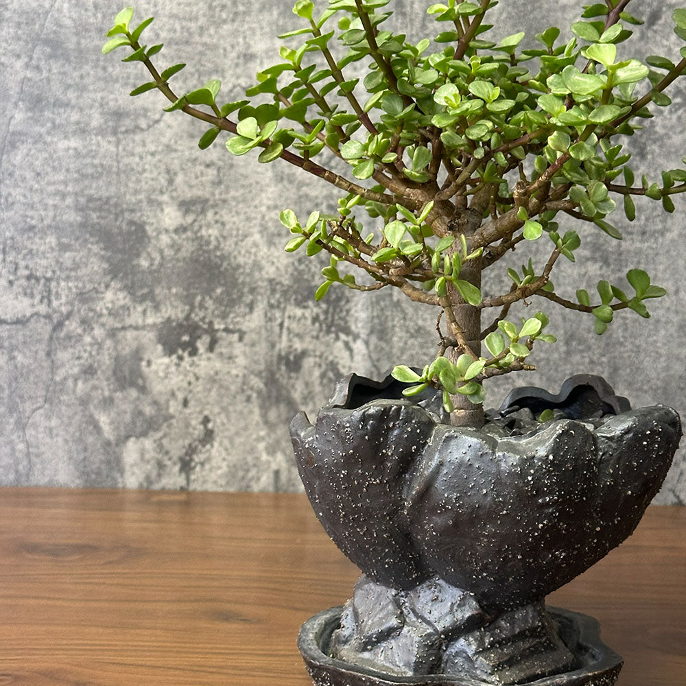 観葉植物 雅楽の舞 ポーチュラカリア 【現品】 陶器鉢 送料別