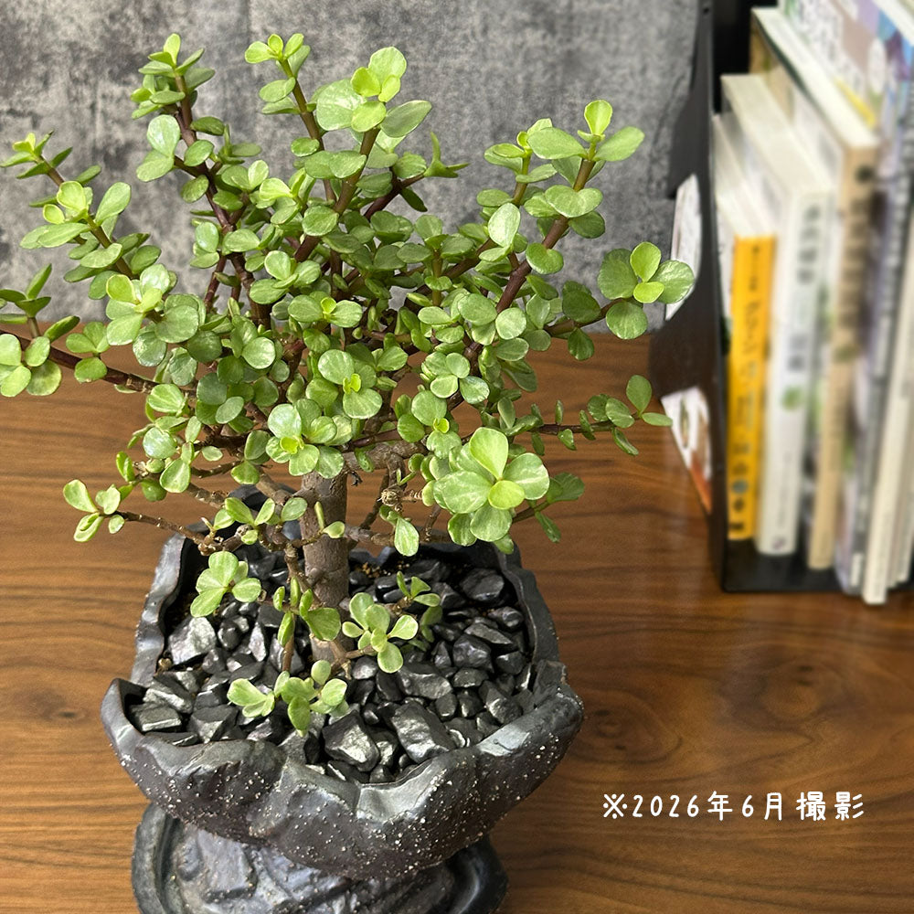 観葉植物 雅楽の舞 ポーチュラカリア 【現品】 陶器鉢 送料別