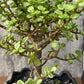 観葉植物 雅楽の舞 ポーチュラカリア 【現品】 陶器鉢 送料別