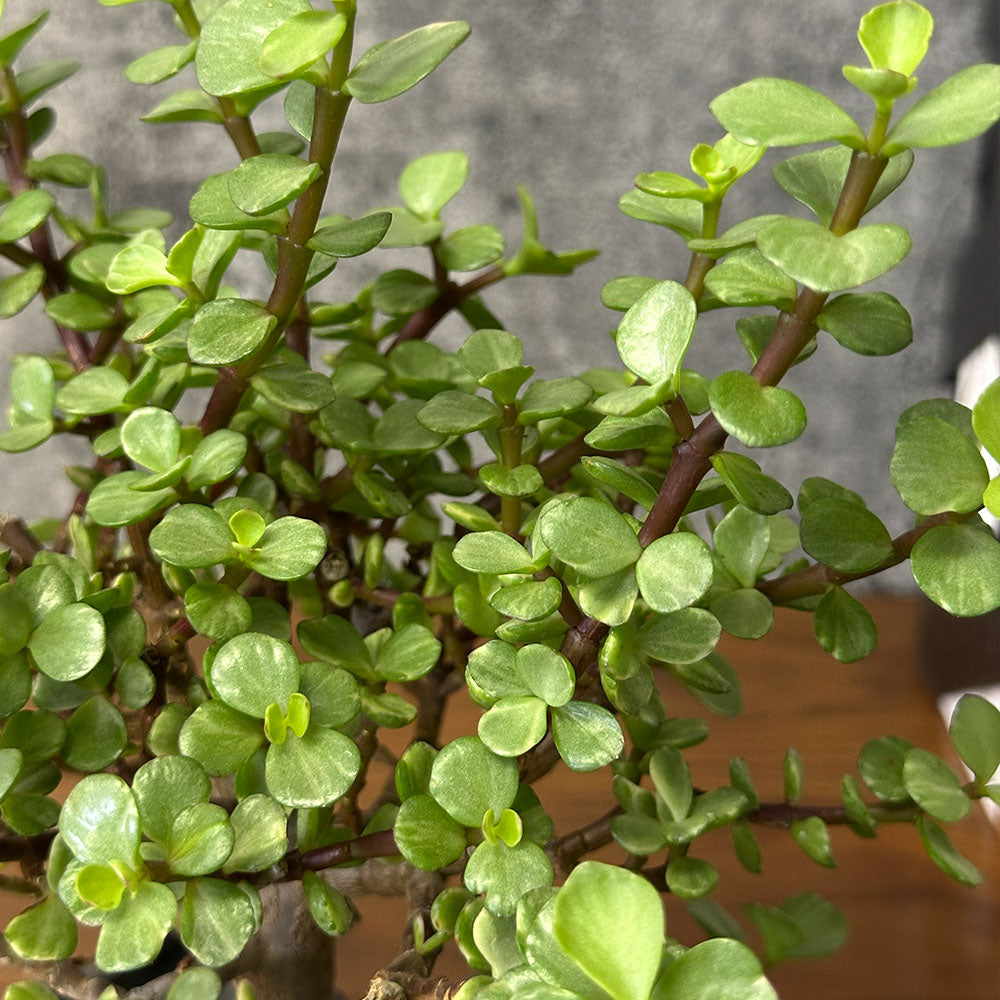 観葉植物 雅楽の舞 ポーチュラカリア 【現品】 陶器鉢 送料別