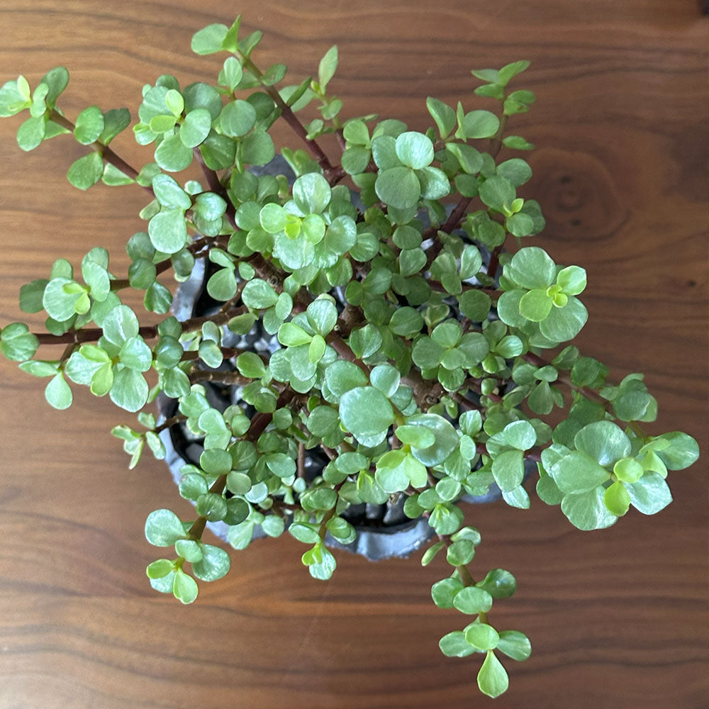 観葉植物 雅楽の舞 ポーチュラカリア 【現品】 陶器鉢 送料別