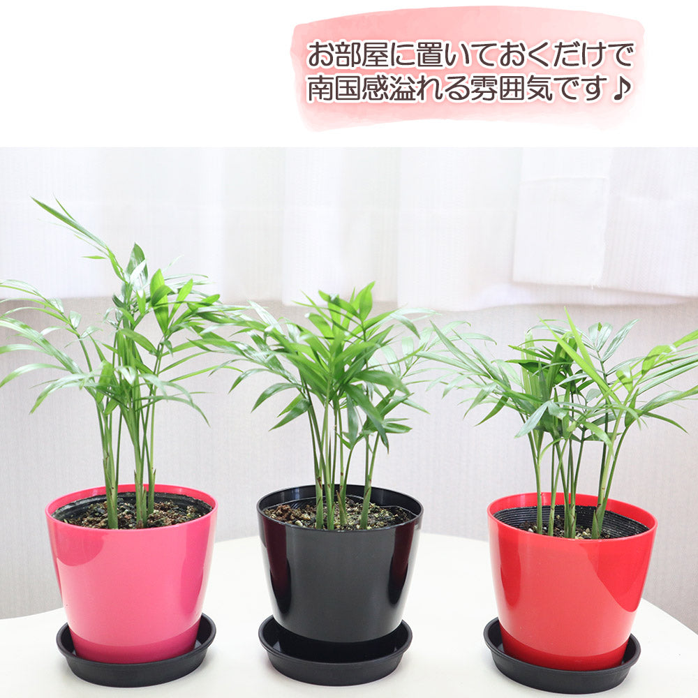 宝石のような観葉植物のお店 【Jewelry Plant】 お得3鉢セット テーブルヤシ 3鉢セット 3.5号 3色カラープラ鉢 黒皿付 –  Jewelry Plant online