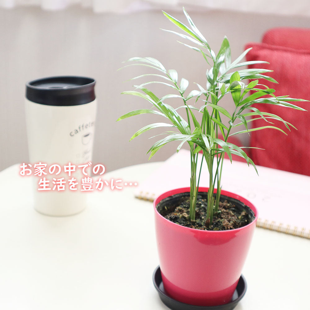 宝石のような観葉植物のお店 【Jewelry Plant】 お得3鉢セット テーブルヤシ 3鉢セット 3.5号 3色カラープラ鉢 黒皿付 –  Jewelry Plant online